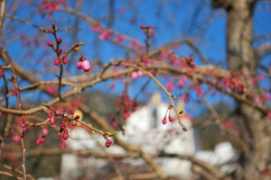 20140328桜情報　見ごろを迎えました！ (4)